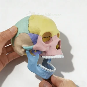 STEAM-3D-Human-Skull-Puzzle16