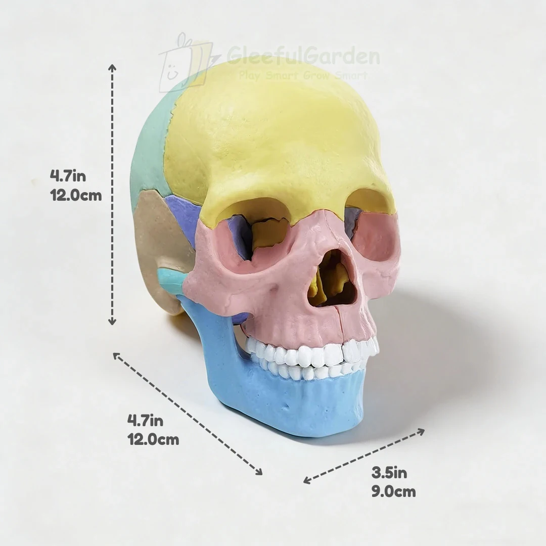 Human Skull Riddle STEAM 3D human Skull Puzzle