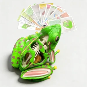 Super-Frog-Anatomy-STEM-Building-Kit1