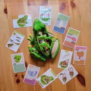 super-frog-anatomy-STEM-building-kit-desk